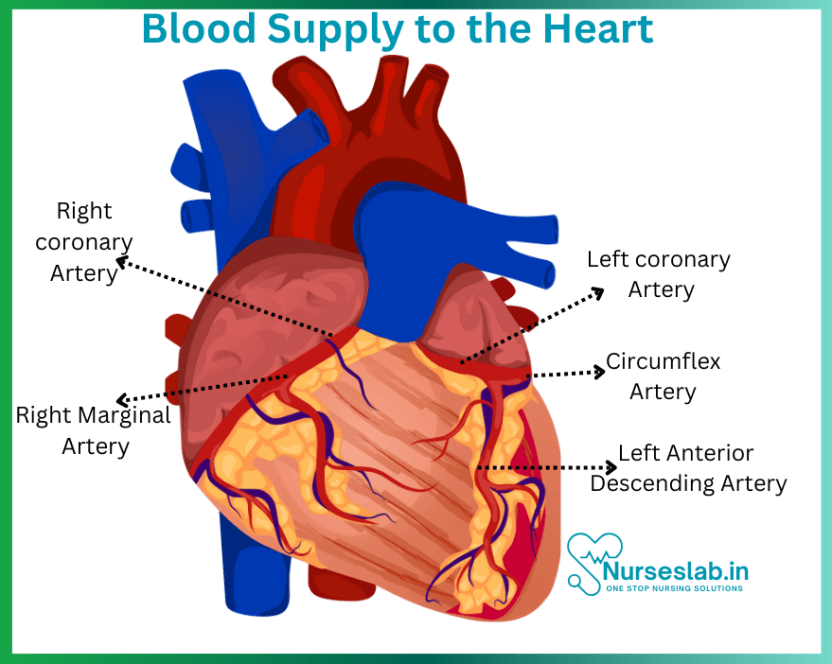 cardiovascular-system-anatomy-of-human-heart-nurseslab