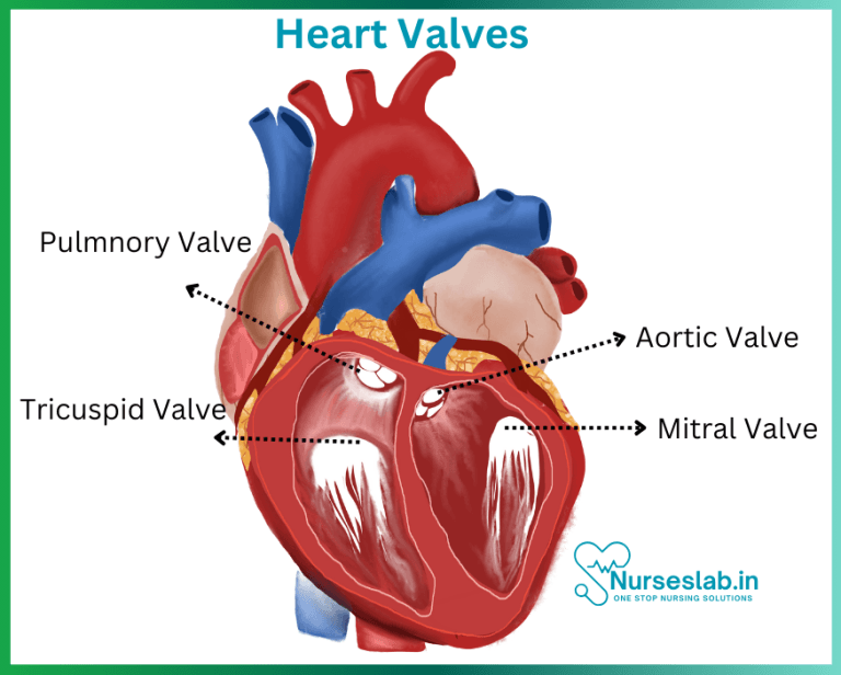 Cardiovascular system: Anatomy of Human Heart - Nurseslab