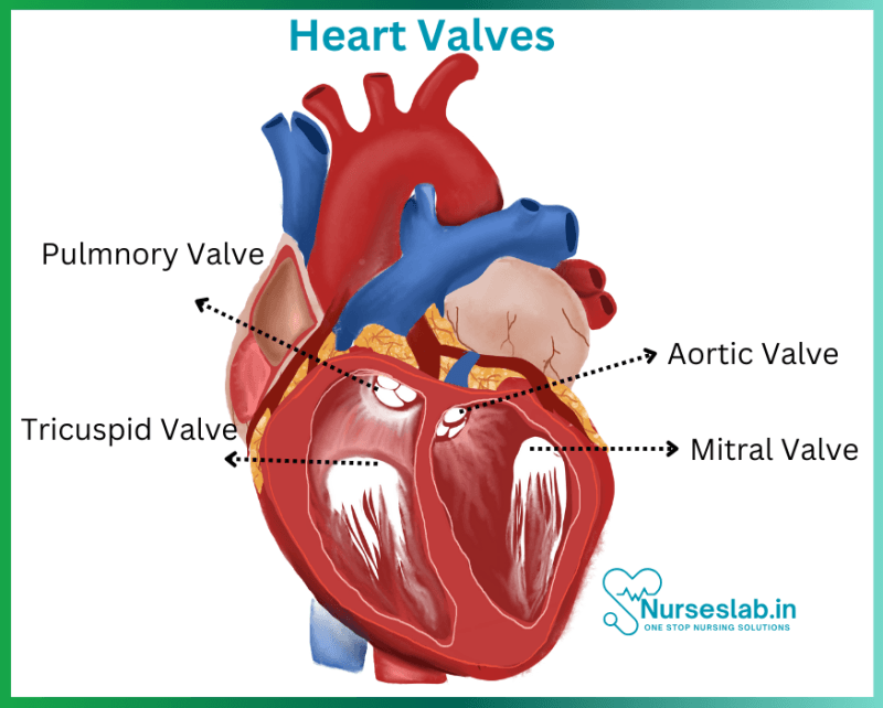 Cardiovascular system: Anatomy of Human Heart - Nurseslab