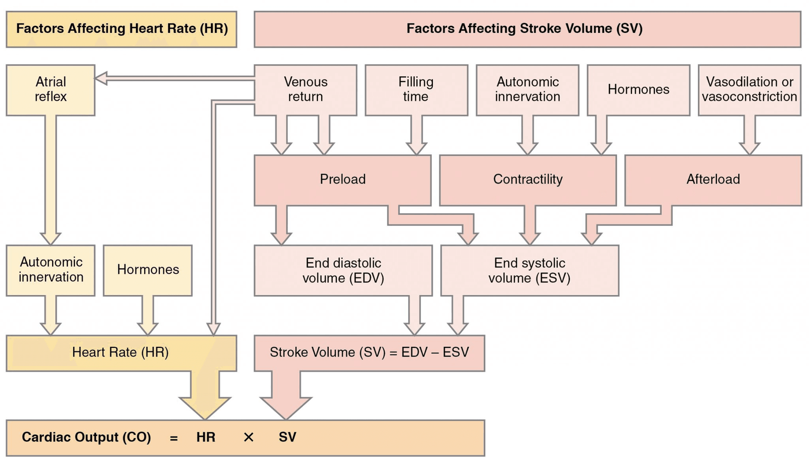 Preload and Afterload: Cardiac Output Overview - Nurseslab