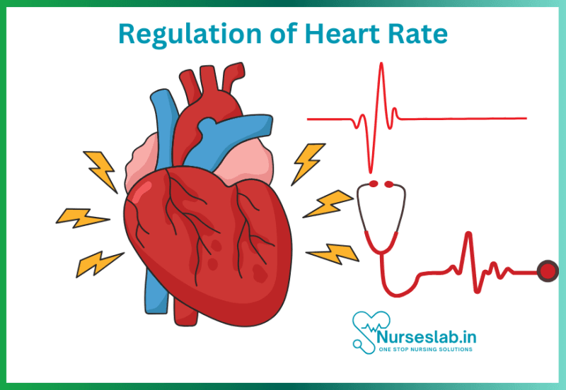 Regulating Heart Activity Cardiovascular system: Physiology of Human Heart - Nurseslab