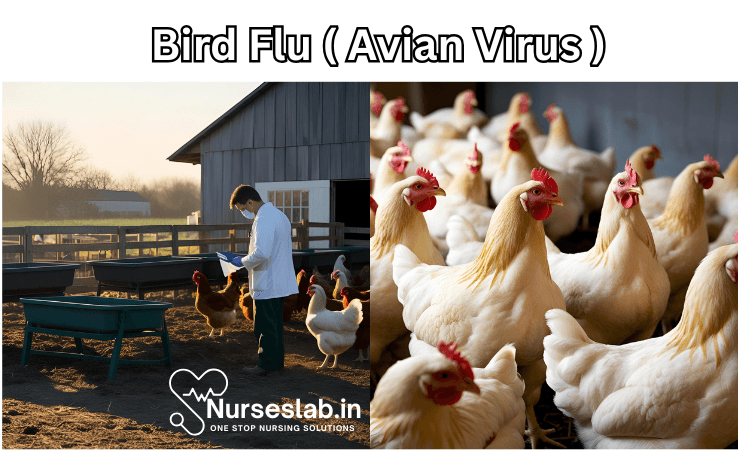 Bird Flu (Avian Influenza)