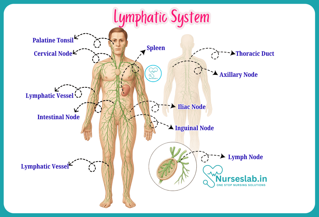 Lymphatic System