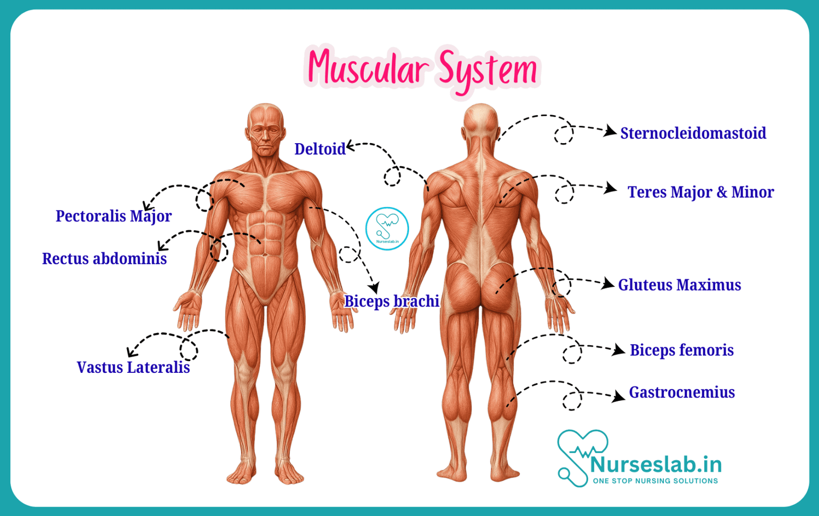 Muscls System Muscular System- Introduction - Nurseslab