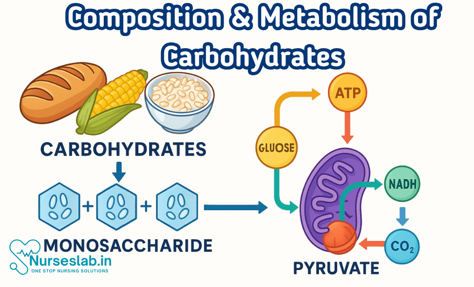 Composition & Metabolism of Carbohydrates