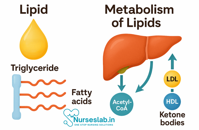 Composition and Metabolism of Lipids: A Comprehensive Guide 2 Metabolism of Lipids