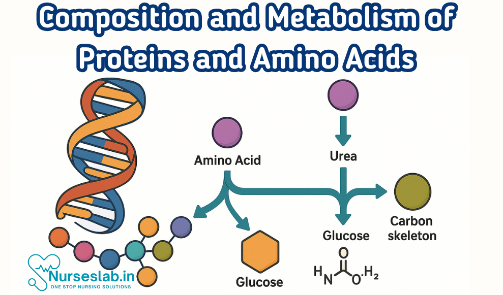 Metabolism of Proteins and Amino Acids