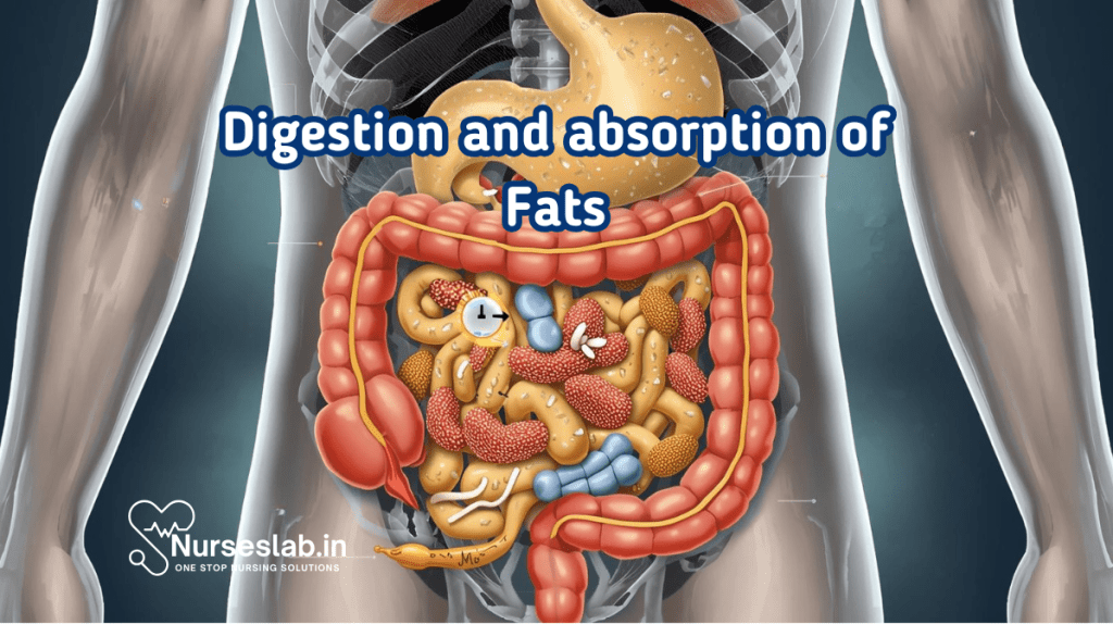 Digestion and absorption of fats