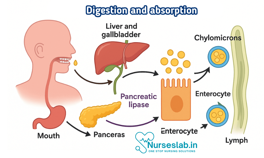 Regulation of Digestion and Absorption