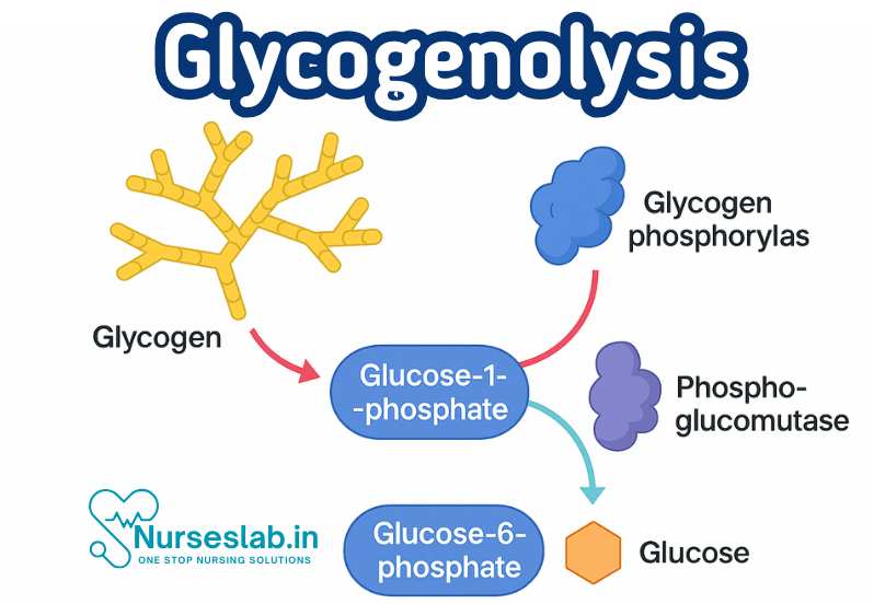 Glycogenolysis 