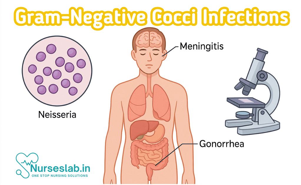Gram-Negative Cocci Infections
