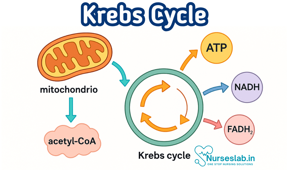 The Krebs cycle