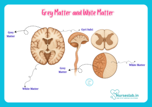Anatomy of Grey Matter and White Matter - Nurseslab