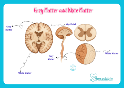 Anatomy of Grey Matter and White Matter - Nurseslab