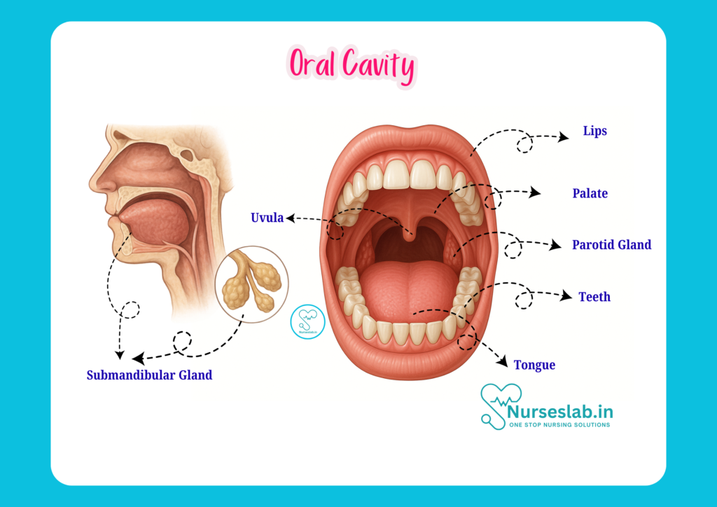 oral cavity