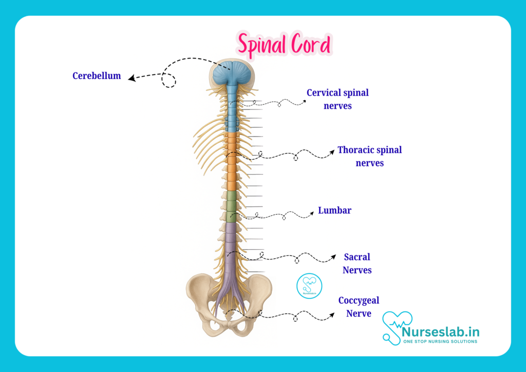 spinal cord