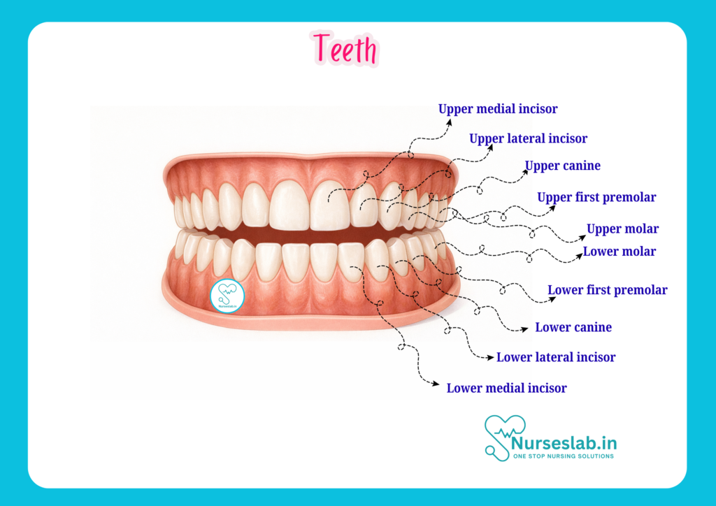 Teeth