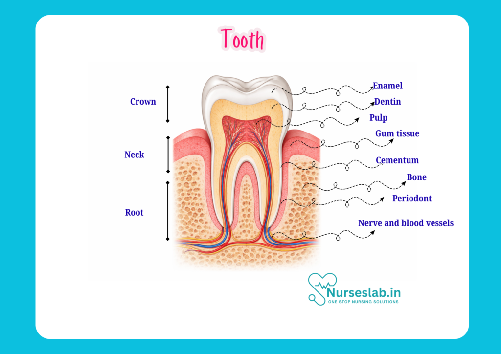 Tooth