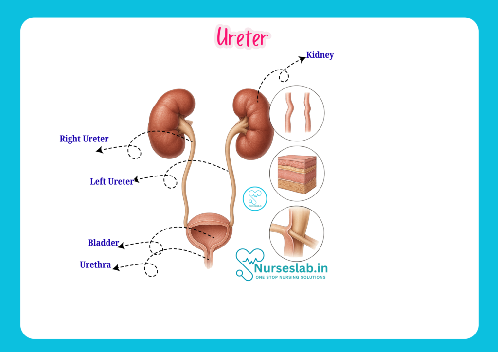 ureter