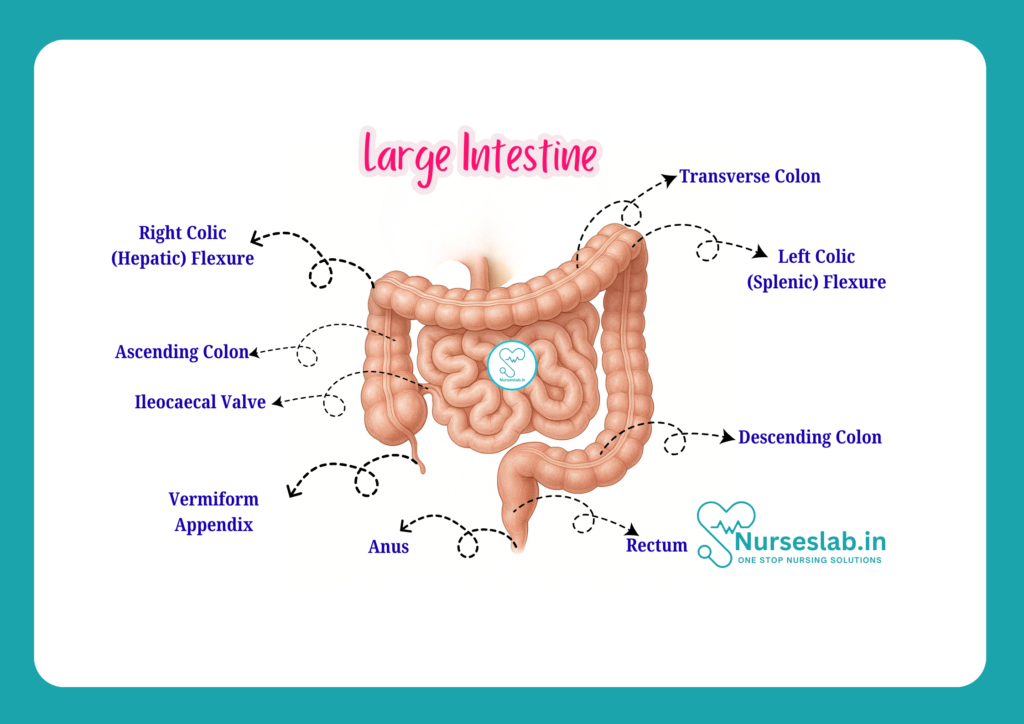 Large Intestine -2
