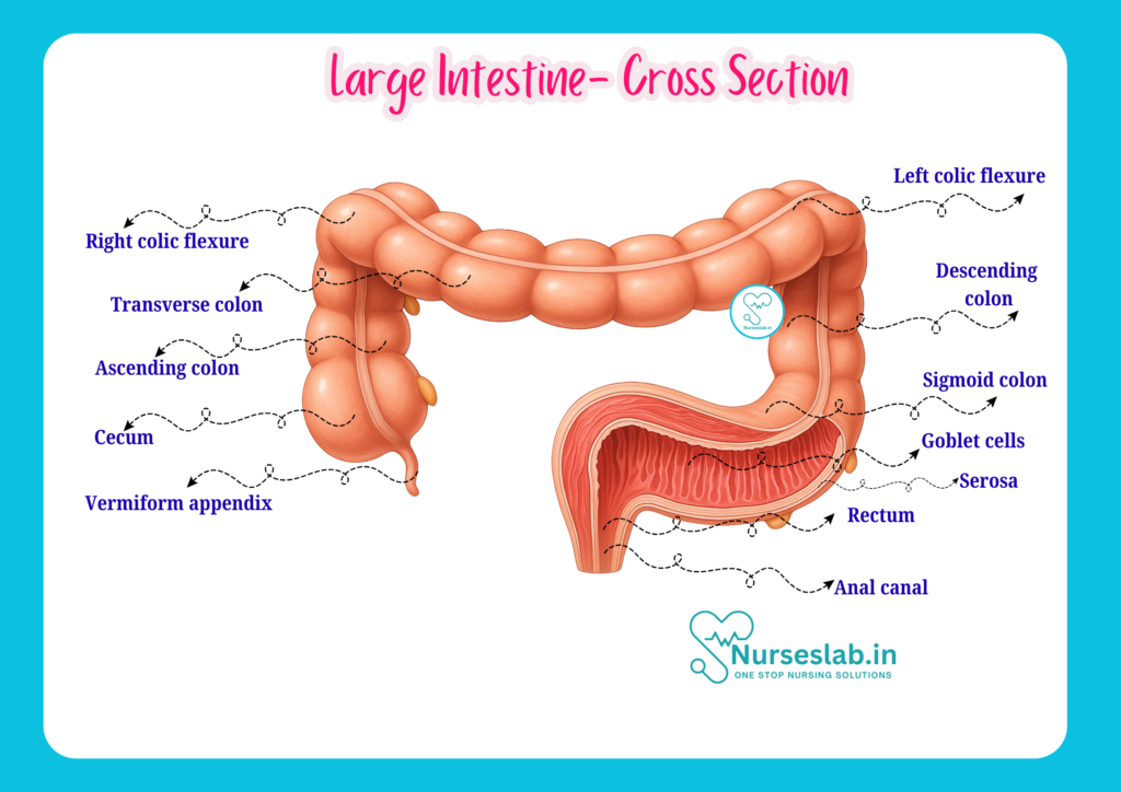 Large Intestine