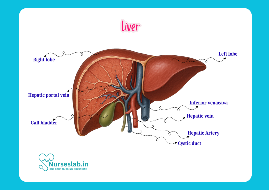 liver