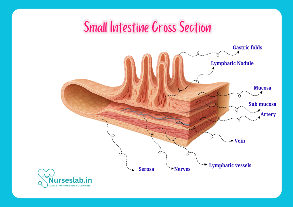 Small Intestine - Cross Section