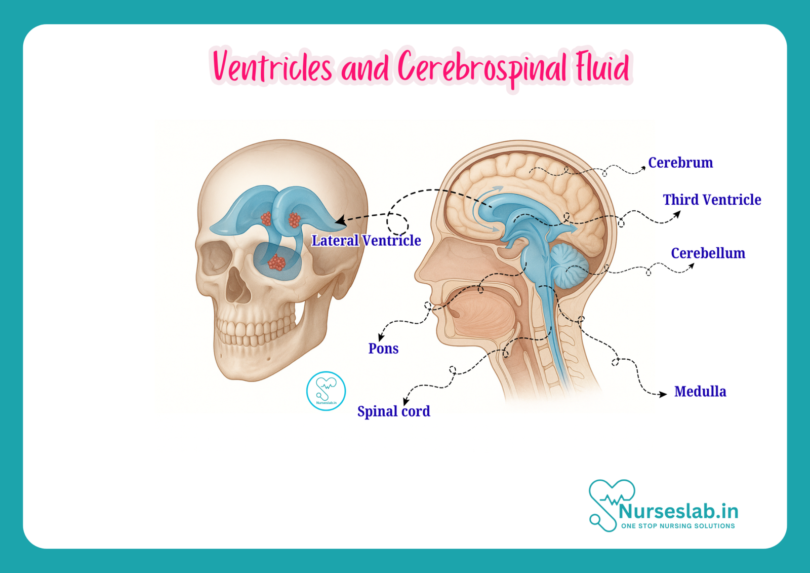 Anatomy of Ventricles and Cerebrospinal Fluid - Nurseslab