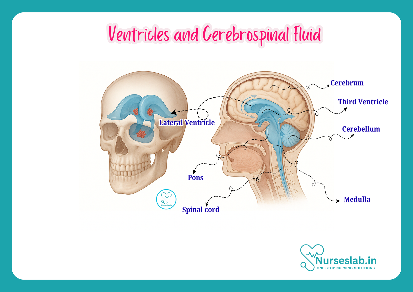Anatomy of Ventricles and Cerebrospinal Fluid - Nurseslab