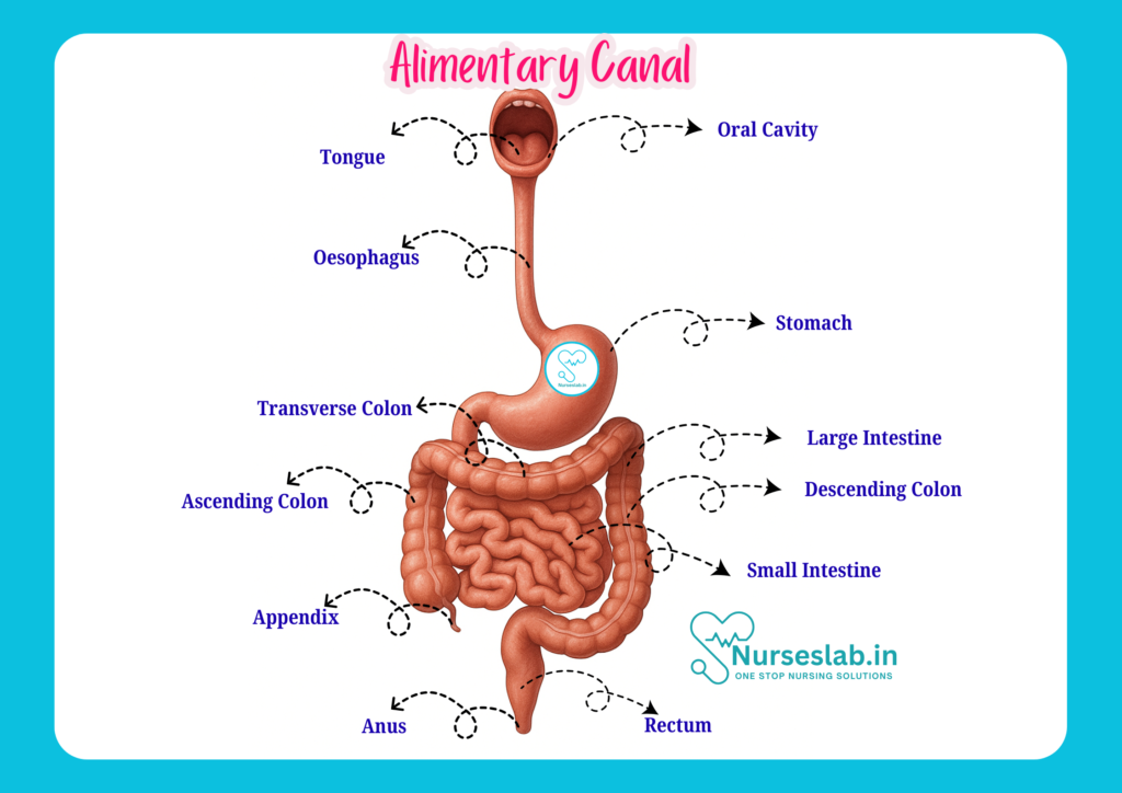 alimentary canal