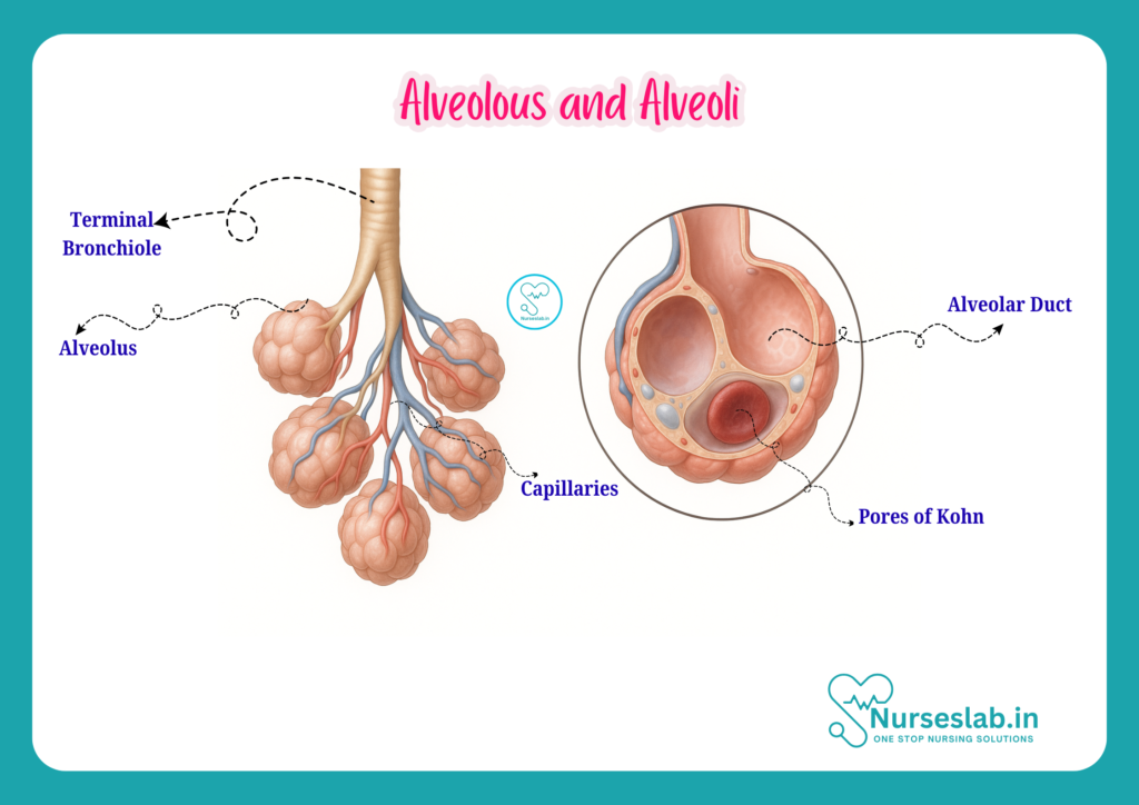 alveolus and alveoli