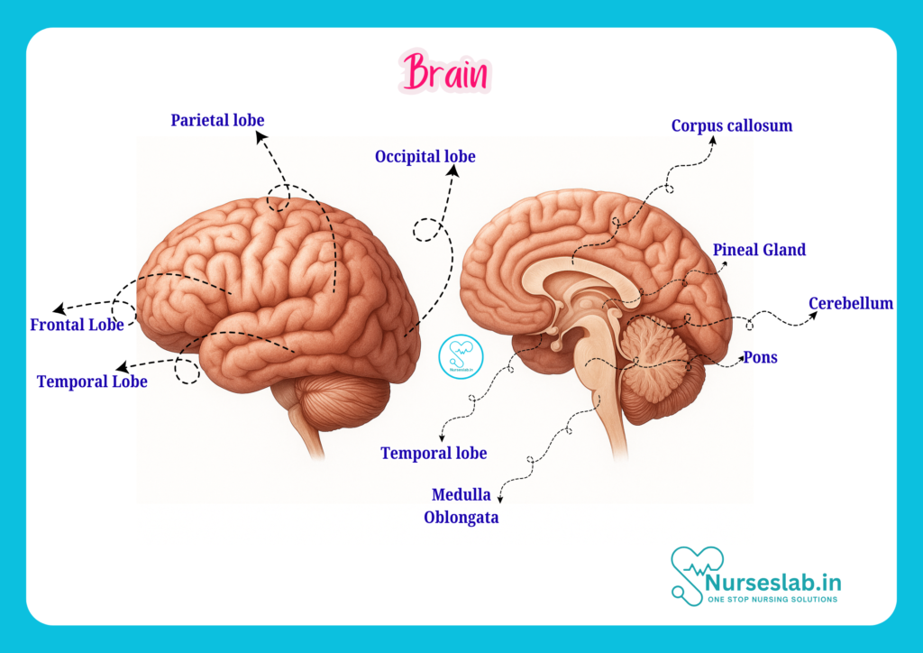 Brain