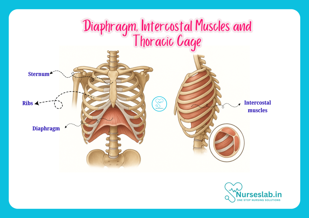 Thoracic Anatomy