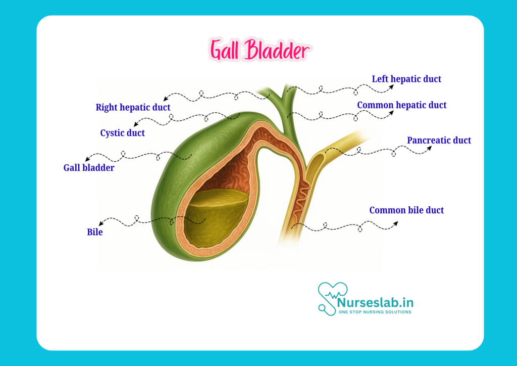 gall bladder