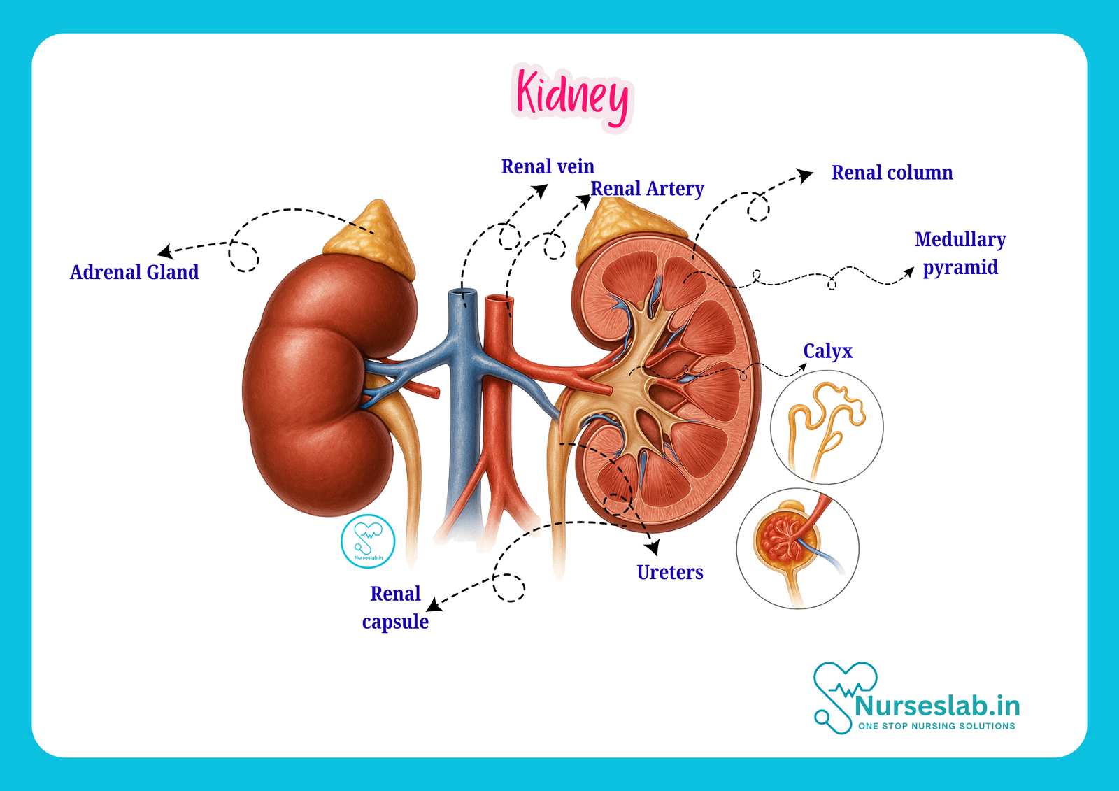 Kidney Basic Anatomy of Kidney - Nurseslab