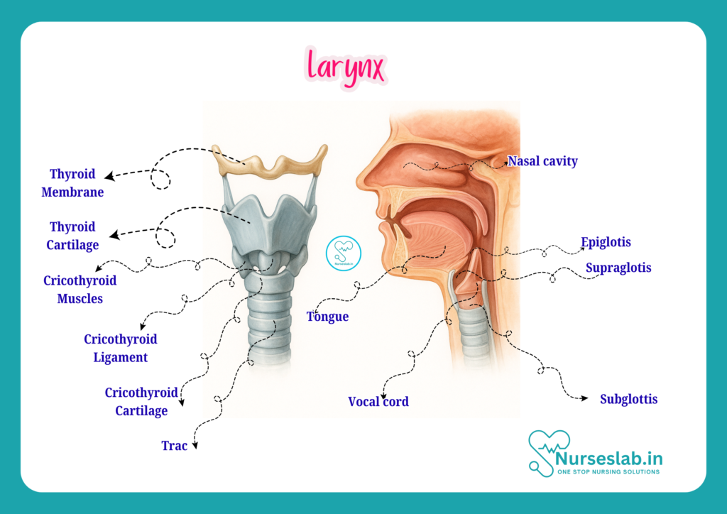 Larynx