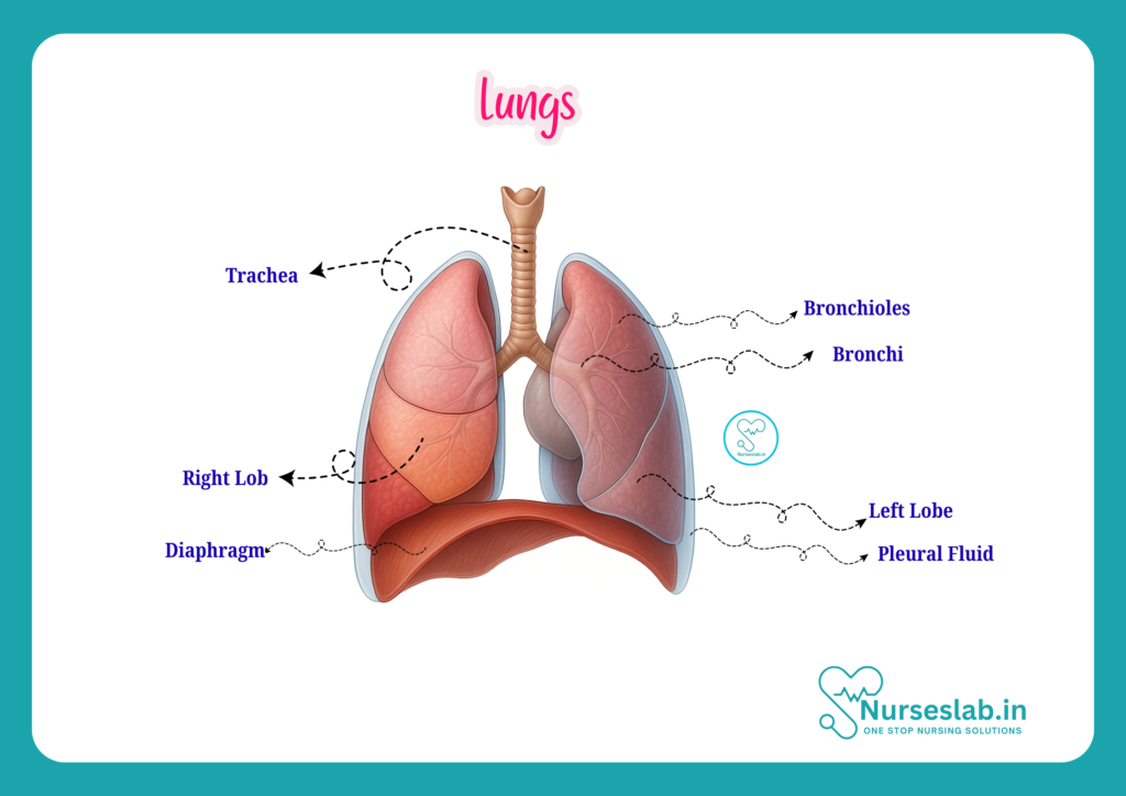 lungs