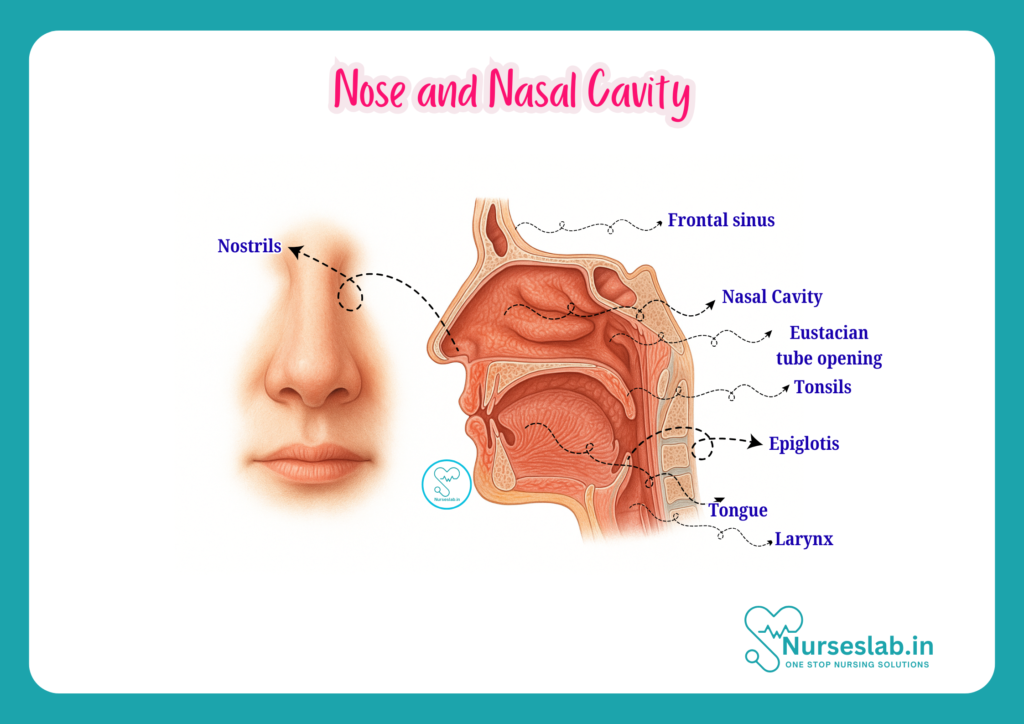 Nose and Nasal Cavity