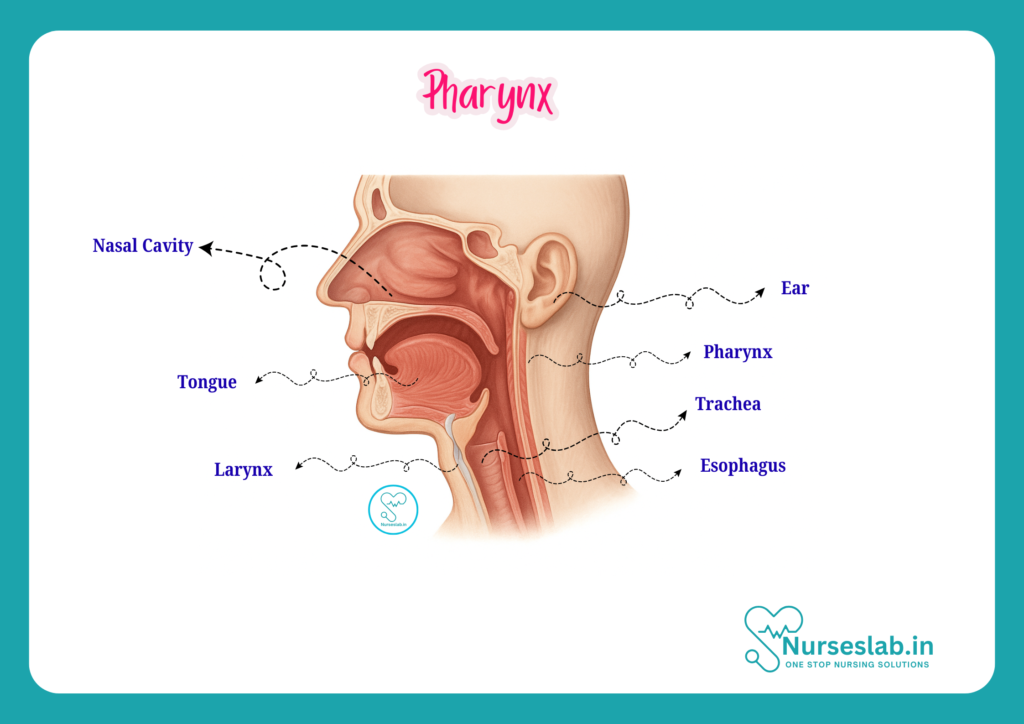 Pharynx