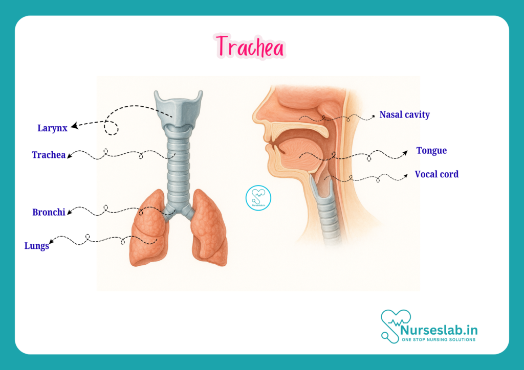 trachea