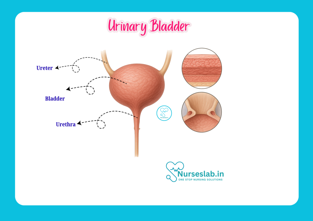 urinary bladder